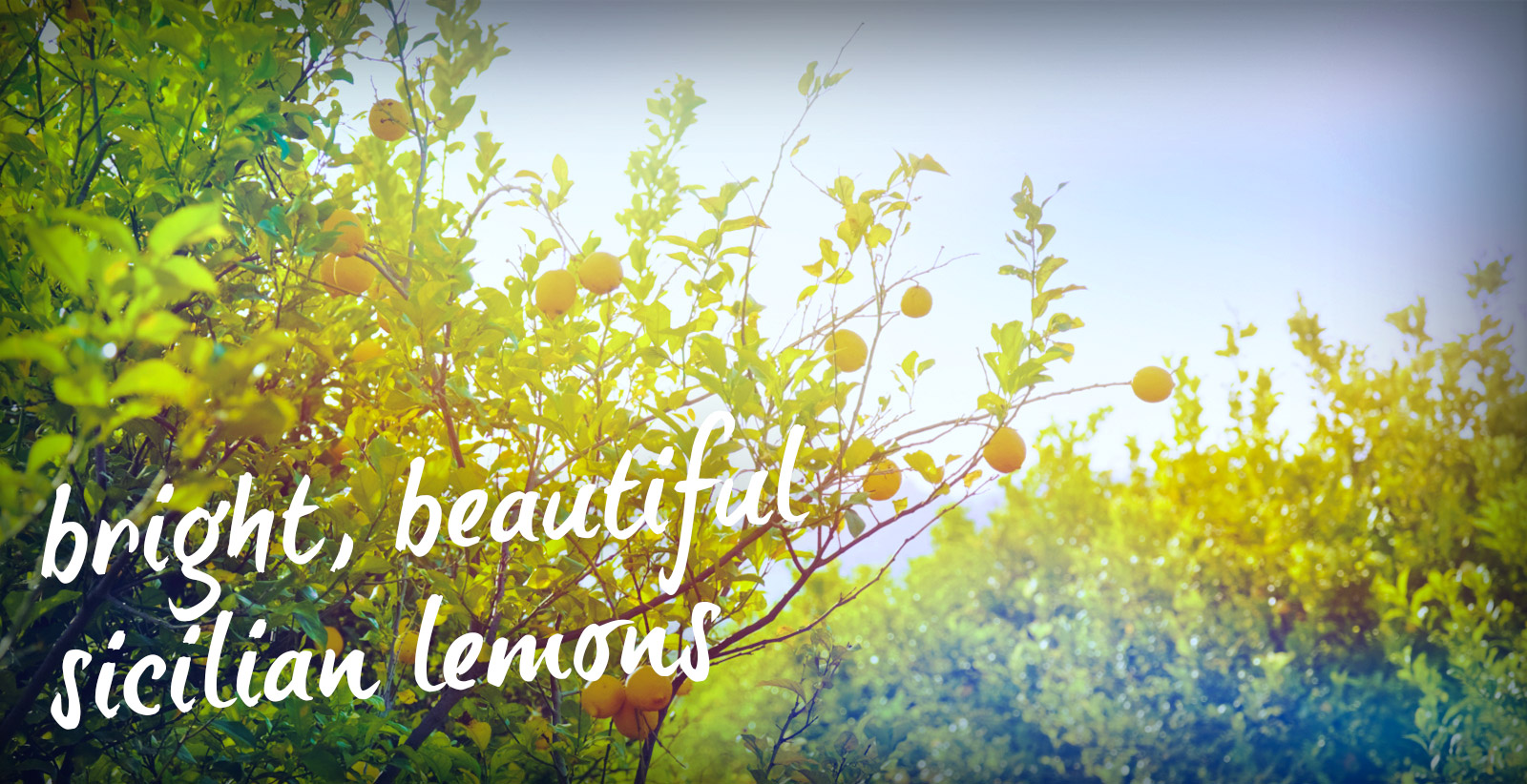 Bright, beautiful Sicilian lemons